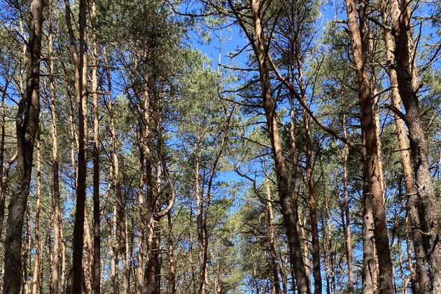 Виды Куршская коса и Зеленоградск. Просто и со вкусом