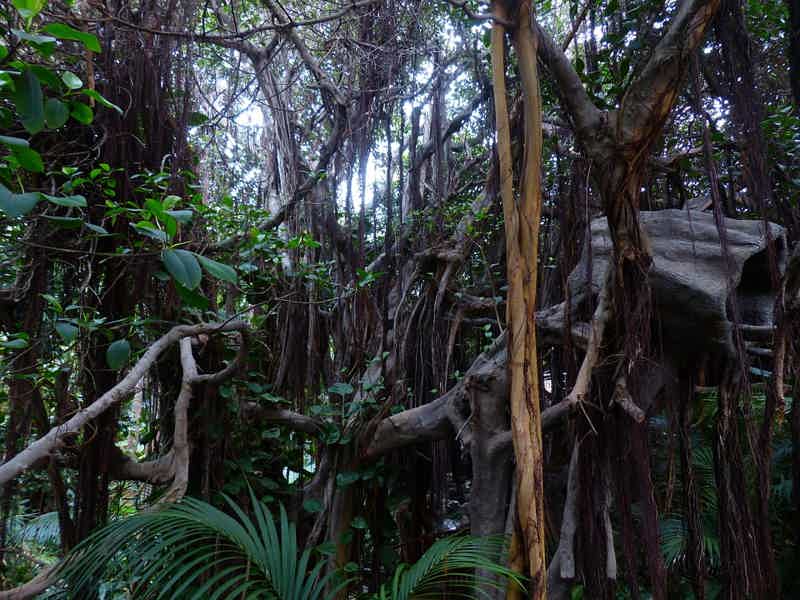 в Самурские Лиановые джунгли из Махачкалы - фото 1