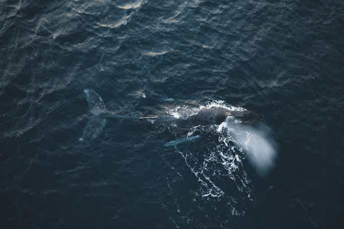 Морская прогулка за китами