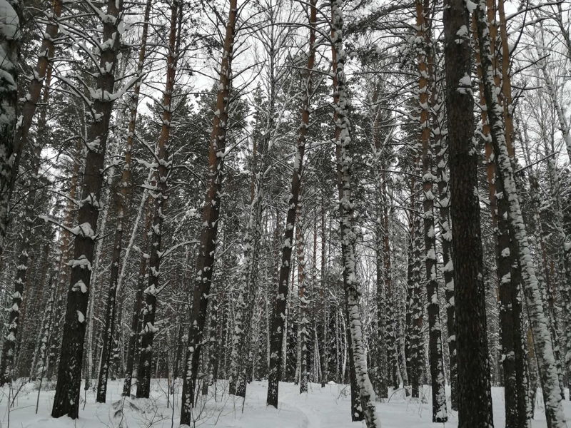 Новосибирский Академгородок: прогулка по городу-лесу