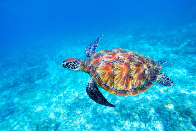 Главное изображение экскурсии - Национальный парк Пиджен-Айленд: снорклинг и дикая природа океана