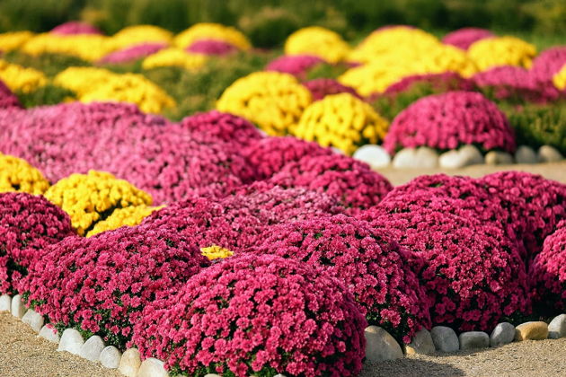 Виды Хутор Старозолотовский  с посещением поля хризантем