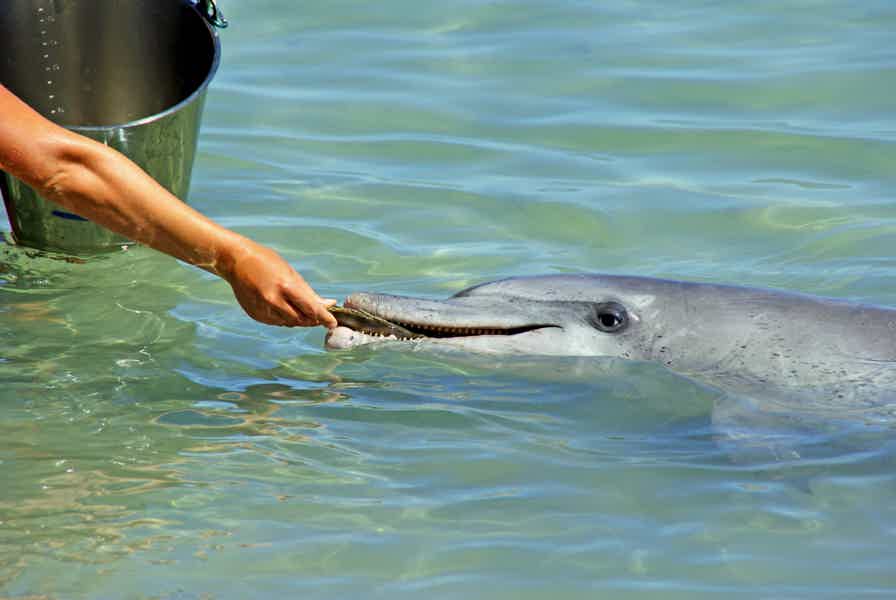 Плавание с дельфинами в Хургаде - фото 2