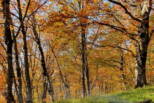 Виды Волшебный День в Лесу Сабадури и Хрониках Грузии
