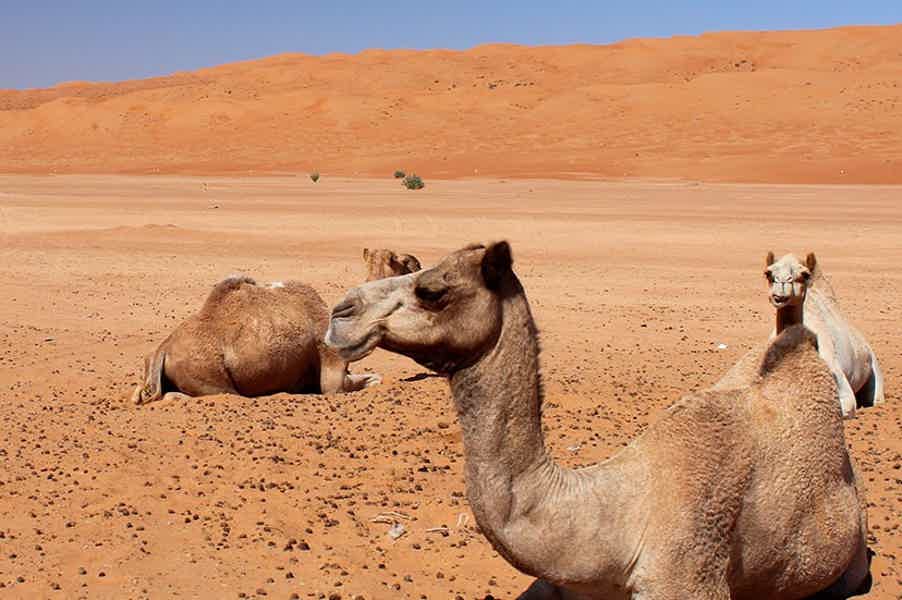 Из Шарджи: экстремальное сафари в пустыне - фото 5