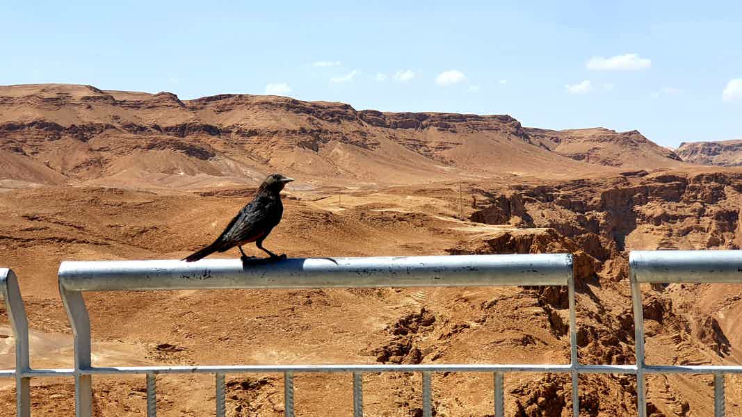Мертвое море и Иудейская пустыня - фото 5