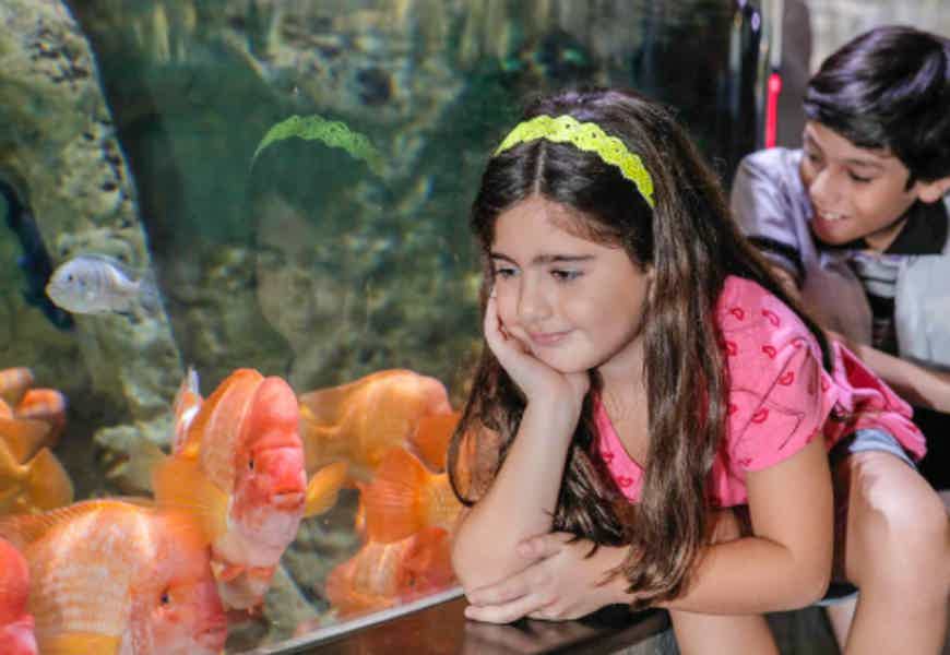 Дубайский аквариум и подводный зоопарк (входной билет) - фото 5