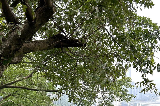 Чунцин: Скайуок, бомбоубежища, скрытые переулки и старинная чайная