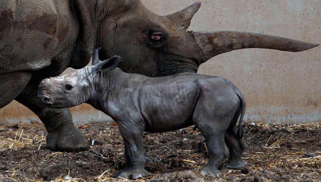 Зоологический парк Сафари — удовольствие для взрослых, восторг для детей - фото 1