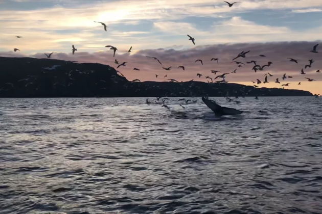 Виды В объятья Северного Ледовитого океана