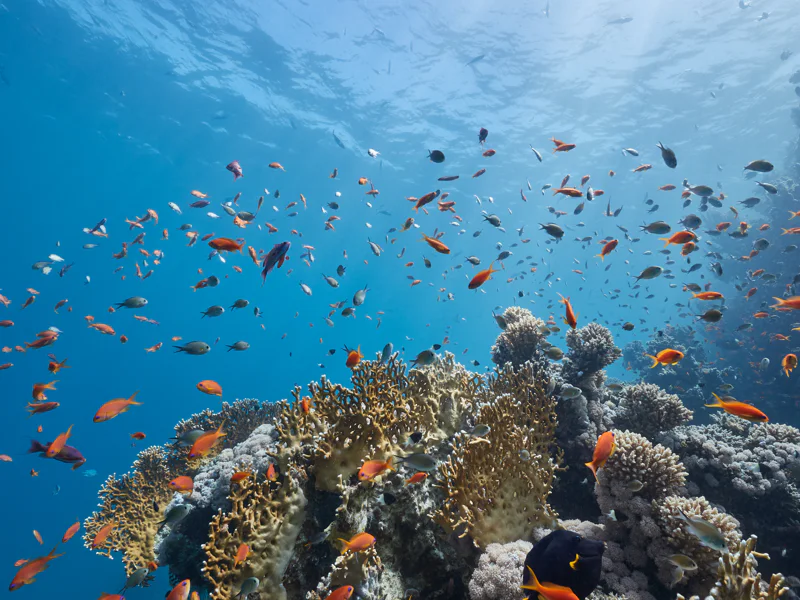 Морской круиз по островам Фукуока с снорклингом — фото 6, Фукуок | Покатаем