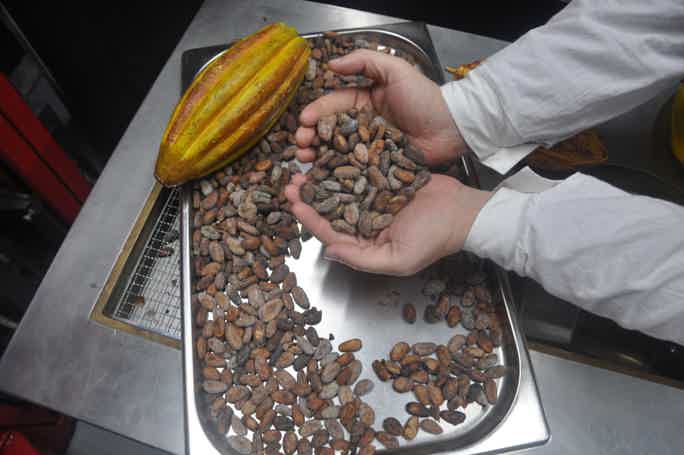 «Путь какао: от боба до шоколадной плитки»