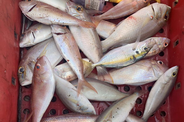 Индивидуальная морская рыбалка с вьетнамским наставником