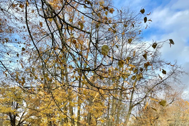 Виды Царское Село: Вдохновение и История