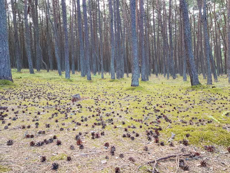 Куршская коса чарующая: на авто с сертифицированным гидом - фото 5