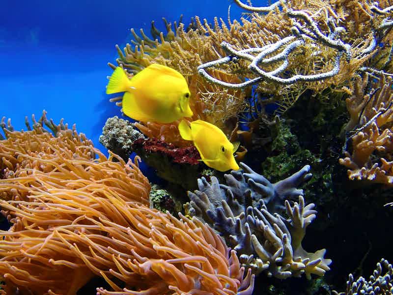 Шарм-эль-Нага — купание в коралловой бухте - фото 5