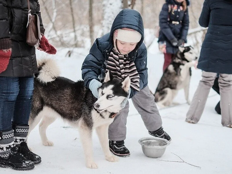 Новогодние приключения у Белого Клыка: путешествие в питомник хаски — фото 5, Москва | Покатаем