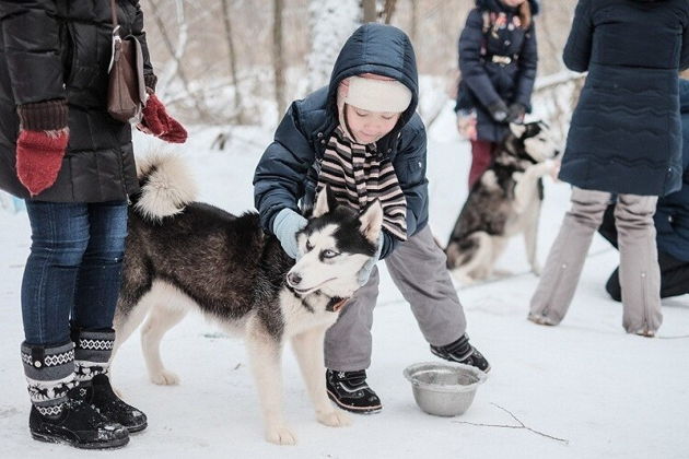Новогодние приключения у Белого Клыка: путешествие в питомник хаски