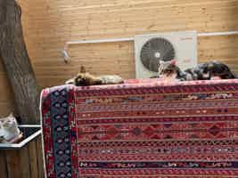 Экскурсия "Групповая прогулка по Старому городу Баку за 2 часа" - фото отзыва 1