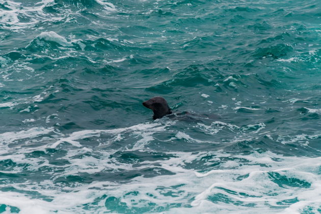 Виды Красоты Баренцева моря: Морская прогулка в поисках китов