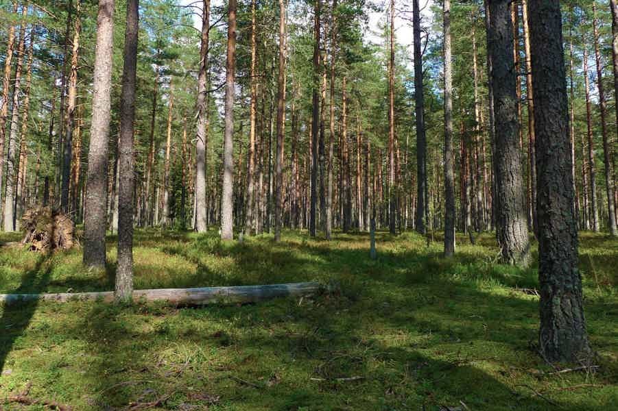 Экскурсия по местам трёх советско-финских войн «Каменные тропы» - фото 5