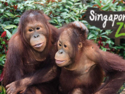 Входной билет в зоопарк Сингапура