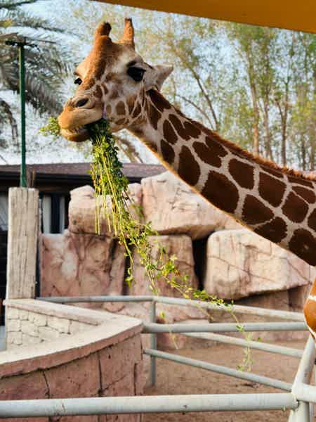 Зоопарк в Абу-Даби — Emirates Zoo - фото 1