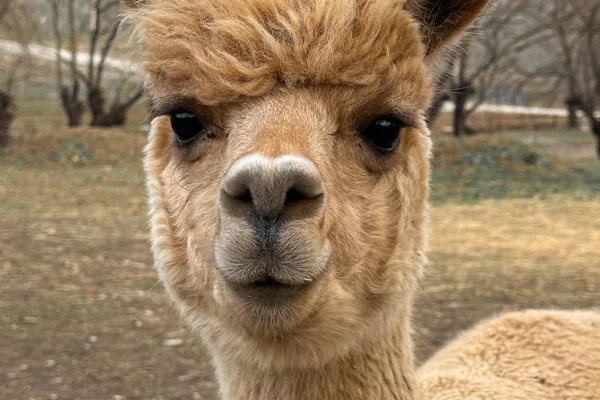Meet the unique and friendly Alpacas — photo 5, Baku | Pokataem