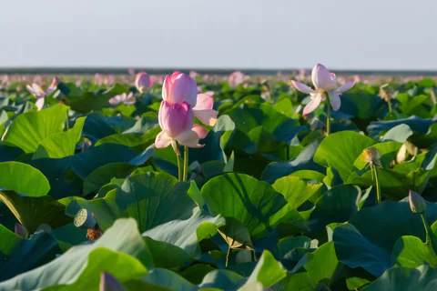 Водные прогулки в Астрахани