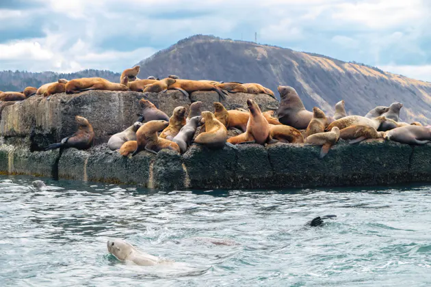 Лежбище сивучей в Невельске: Уникальное Природное Явление — фото 2