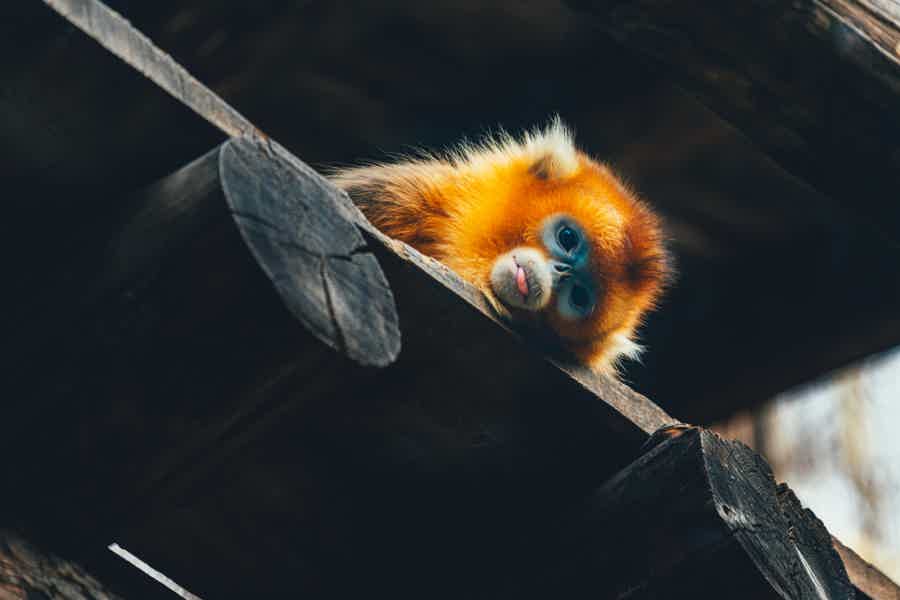 Пекин с детьми: познакомиться с городом - фото 3