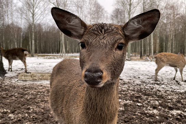 Главное изображение экскурсии - Экскурсия на оленью ферму в Рузе: «Вот ты какой, Северный олень!»
