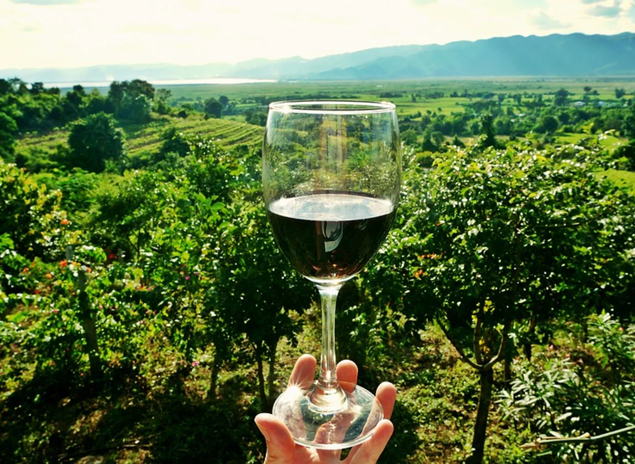 Athens winery tour — tour in Athens, Greece | Pokataem