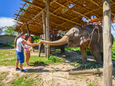 Живой Самуи — тур на семейную эко-ферму слонов