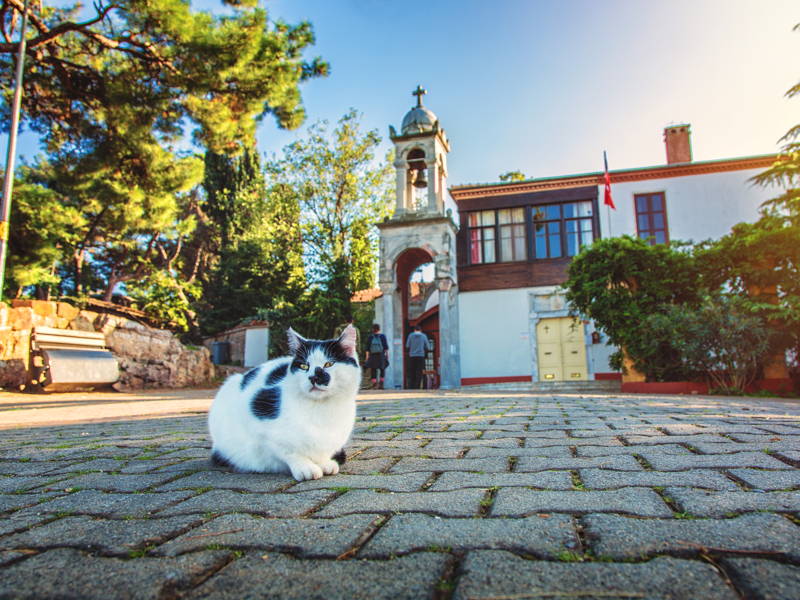 Фотопрогулка на Принцевы Острова