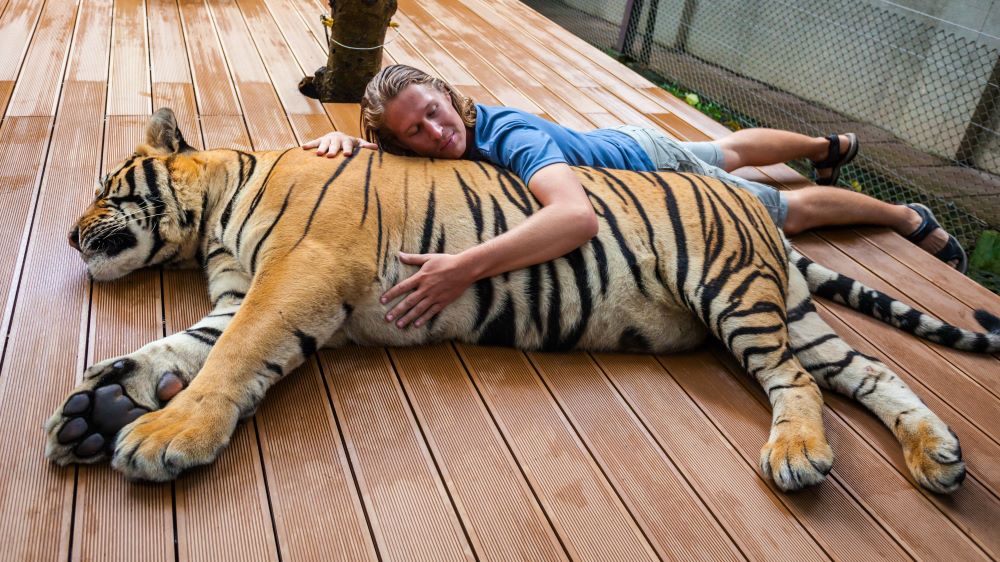 Тигриный зоопарк