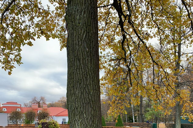 Виды Осенние каникулы в Петергофе