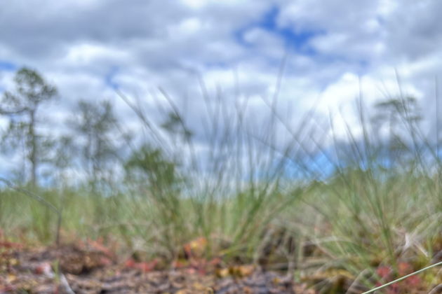 Виды Тайны Южной Ельни