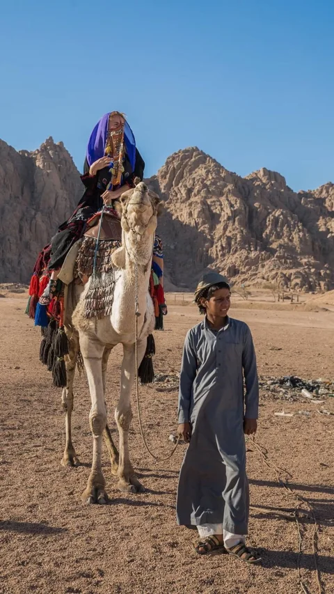 VIP сафари на верблюдах к Синайским горам