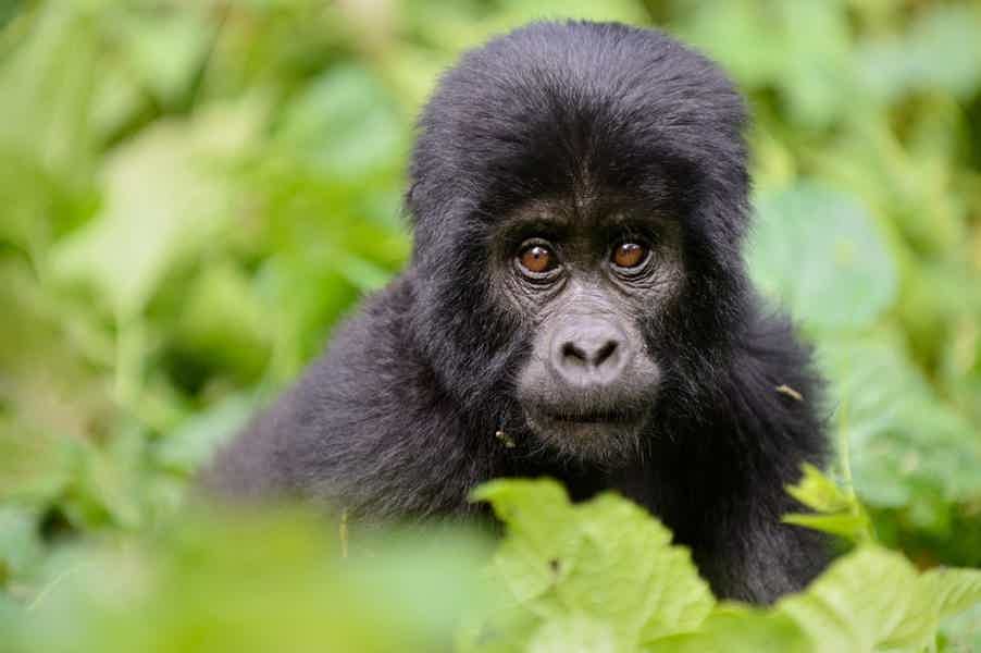 В гости к горным гориллам из Уганды - фото 2