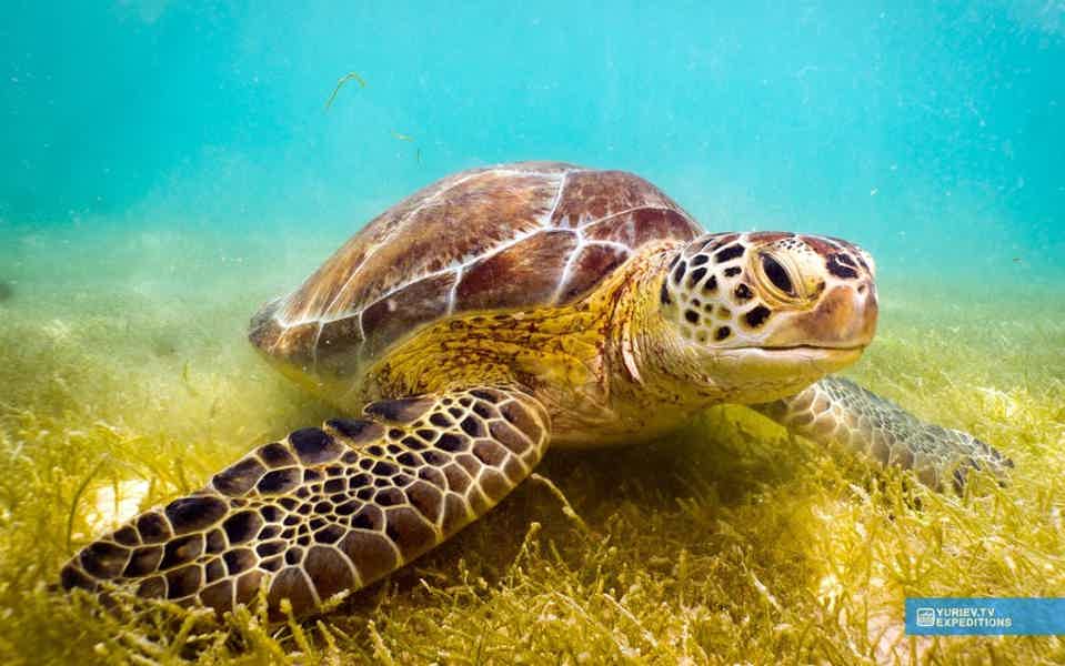 Мексика: плавание с черепахами в открытом море и одни из самых красивых Сено - фото 1