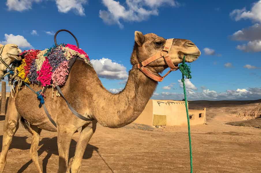 Agafay Desert: Camel Ride & Quad Bike w/ Traditional Dinner - photo 3