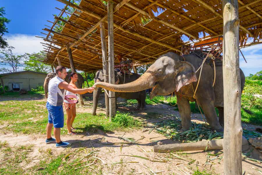 Приключение в джунглях Таиланда: фотосессия со слоном - фото 4