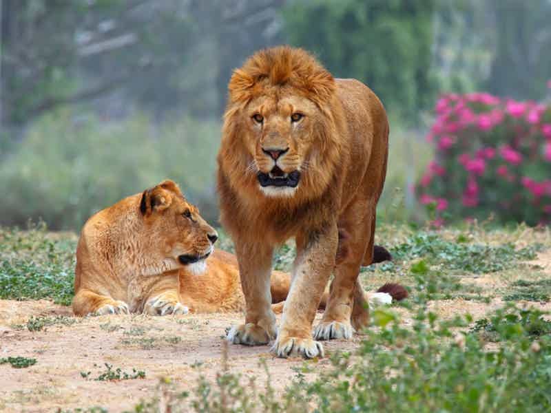 Зоологический парк Сафари — удовольствие для взрослых, восторг для детей - фото 4