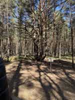 Экскурсия "Куршская коса: золотые дюны, танцующий лес и магия Балтики" - фото отзыва 3