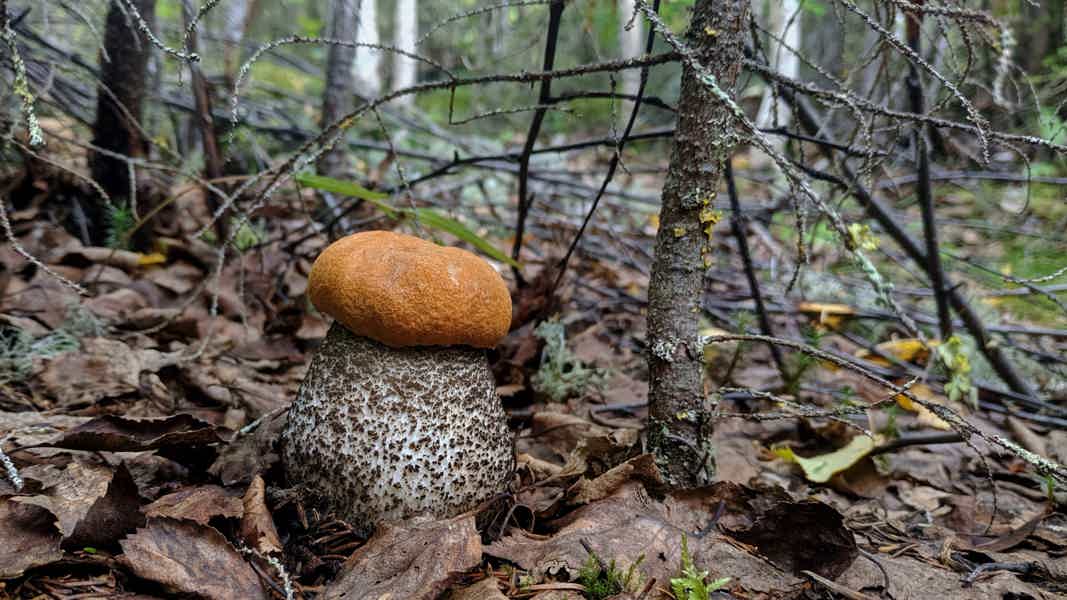 Карельские дары леса: собираем грибы и ягоды в Суоярви - фото 3