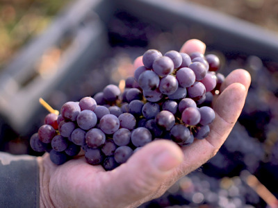 На первую северную виноградную усадьбу