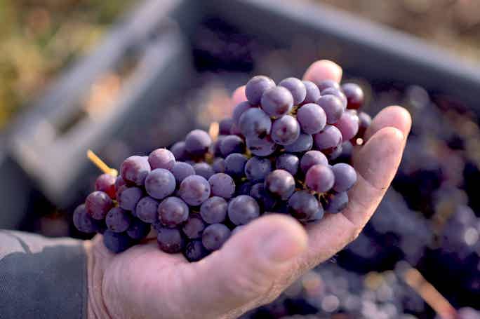 Из Тулы: на первую северную виноградную усадьбу