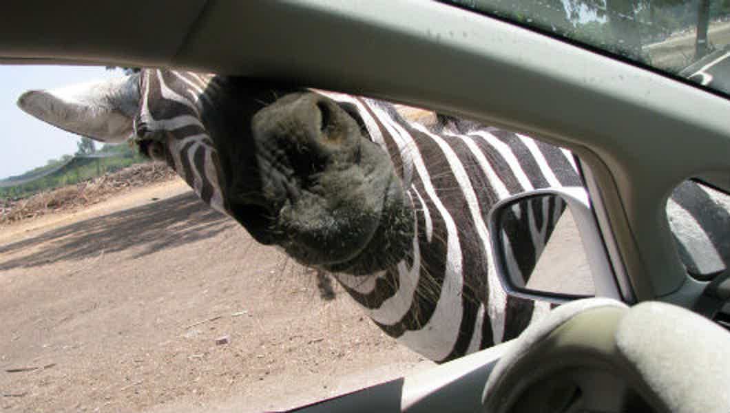 Зоологический парк Сафари — удовольствие для взрослых, восторг для детей - фото 2