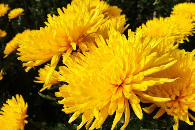 Виды Бал хризантем в Ялте